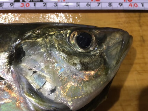 千葉内房 晩秋の富浦 筏釣り その３ 大アジとさらなる巨大魚