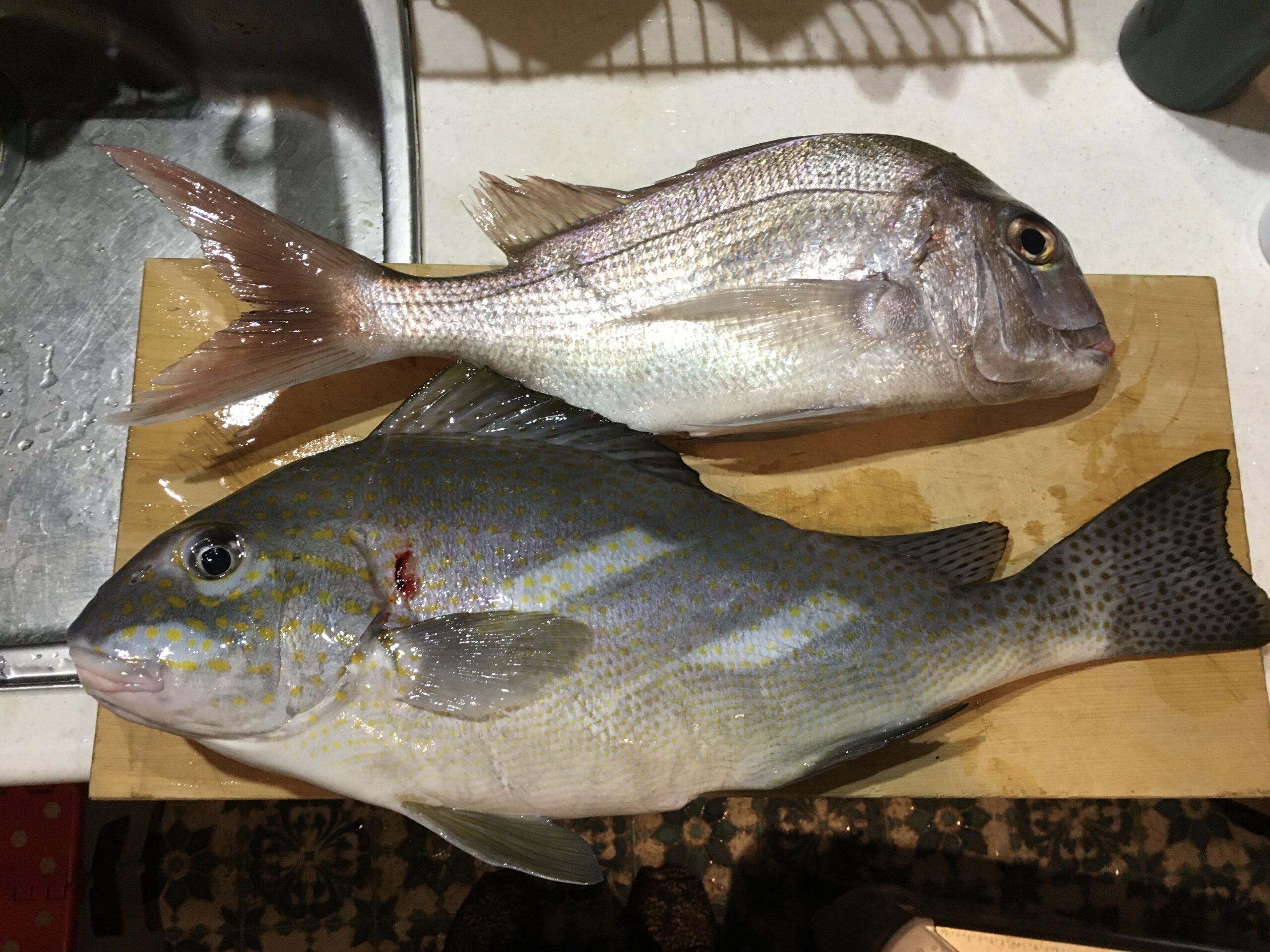 コロダイ 生臭さ 生かしてオーブン料理ー真鯛は生が美味しい 伊豆諸島 新島