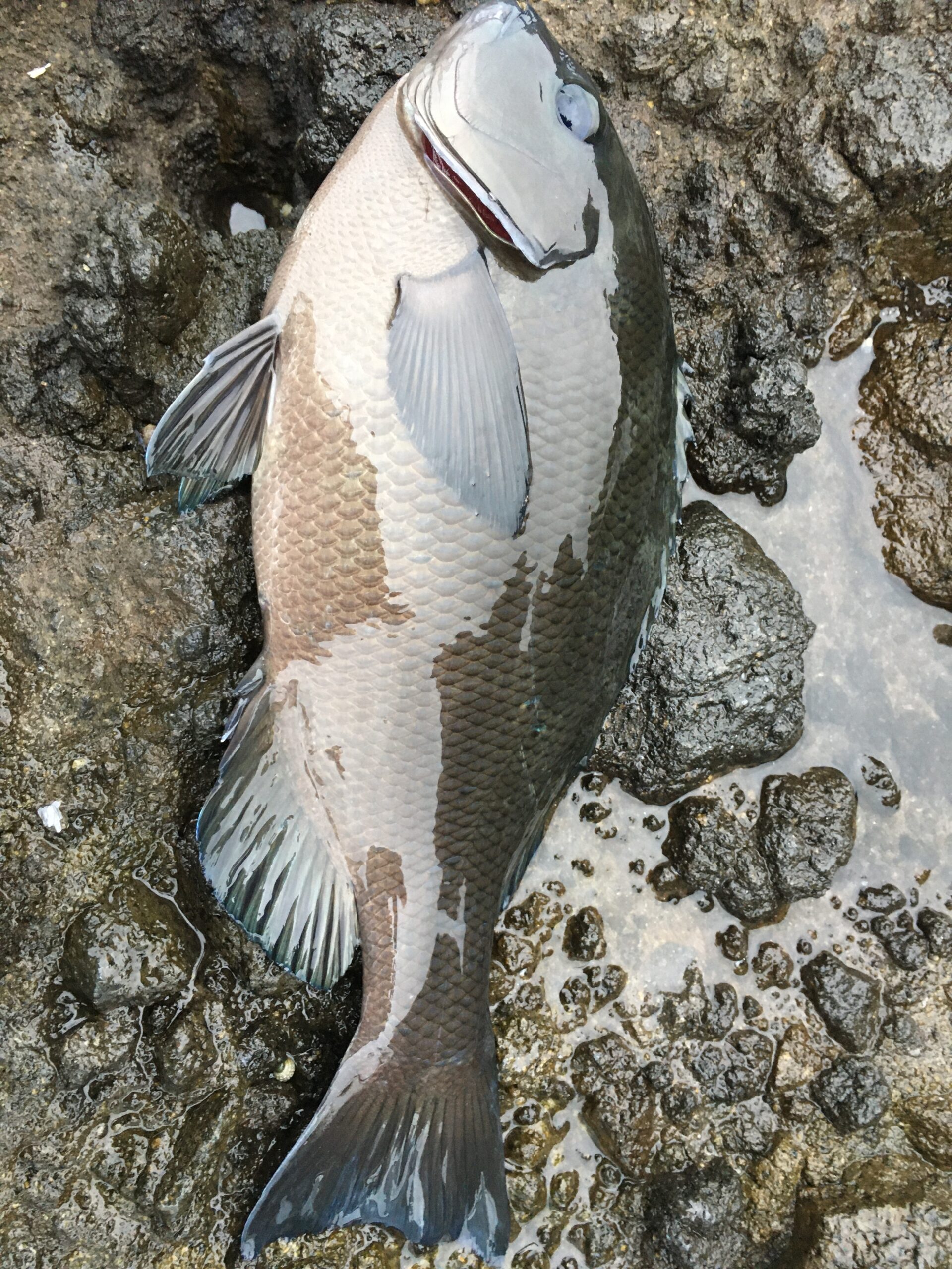 南伊豆 伊浜 丸島 にて底物釣り その2 上物釣りでグレ